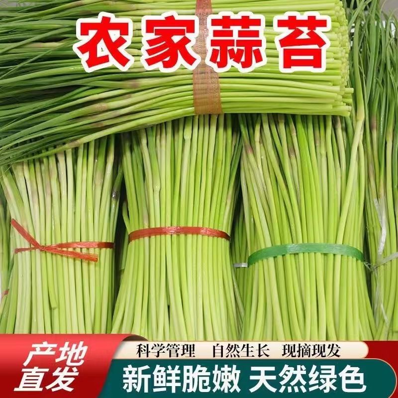 新鲜蒜苔5斤应季新鲜大蒜当季蒜种蔬菜农家自种红帽绿色蒜苔包邮