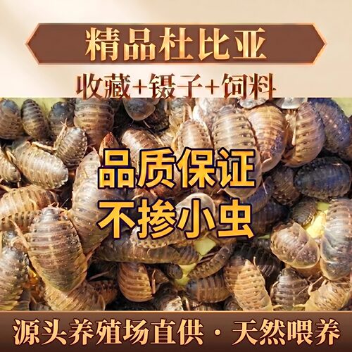 杜比亚蟑螂活饵新手昆虫守宫蜥蜴蛙类活体饲料爬宠宠物昆虫饲料