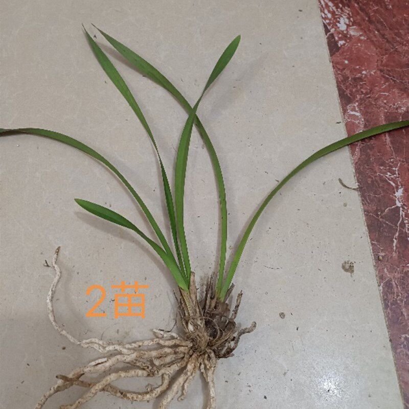 极速蜜蜂兰,兰i花苗,按苗卖兰花苗蜜蜂兰蜜蜂兰多花,兰苗每苗的