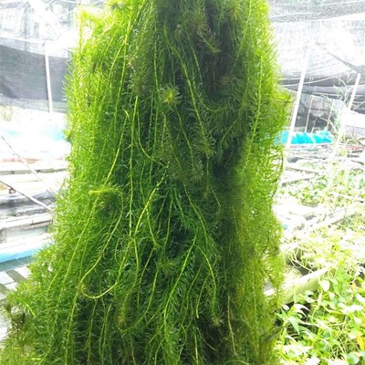 极速蜈蚣c草水草净水植物鱼缸造景冷水真耐低温净水好养的懒人水