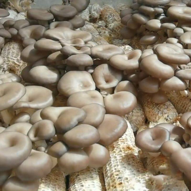 现货速发玉米芯棒种植蘑菇菌种栽培家庭养殖食用平菇猴头接种三级