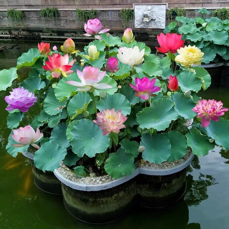 现货速发荷花藕种大型观赏荷花苗水培碗莲睡莲花卉池塘水生种根苗