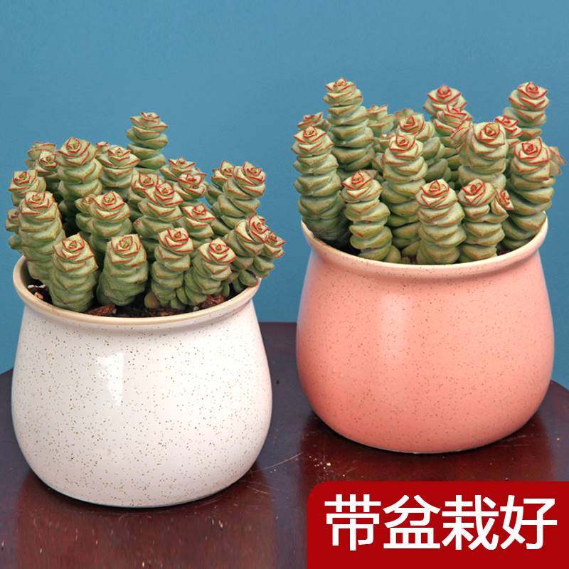 现货速发钱串多肉植物盆栽老桩室内花卉桌面小绿植牡丹钱串串带花