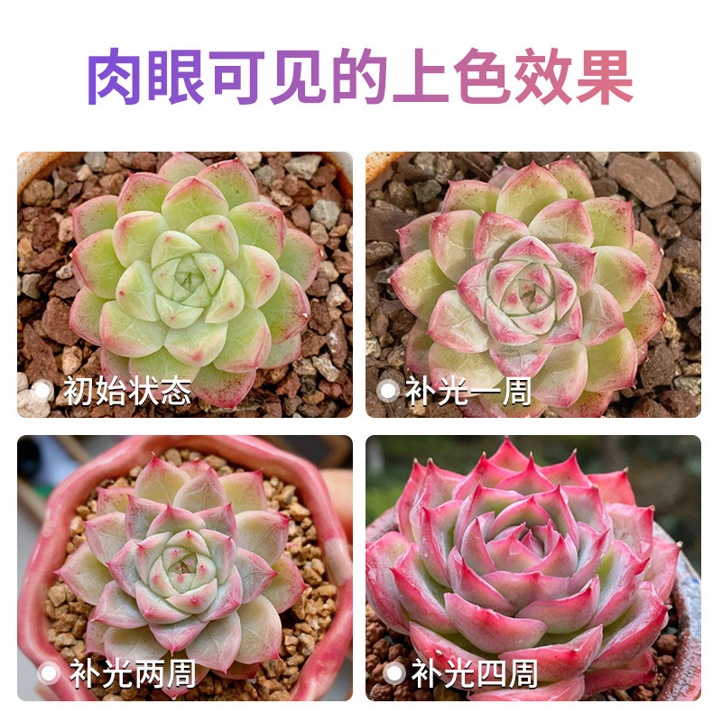 现货速发多肉补光灯家用上色室内光日照仿太全光谱植物生长灯