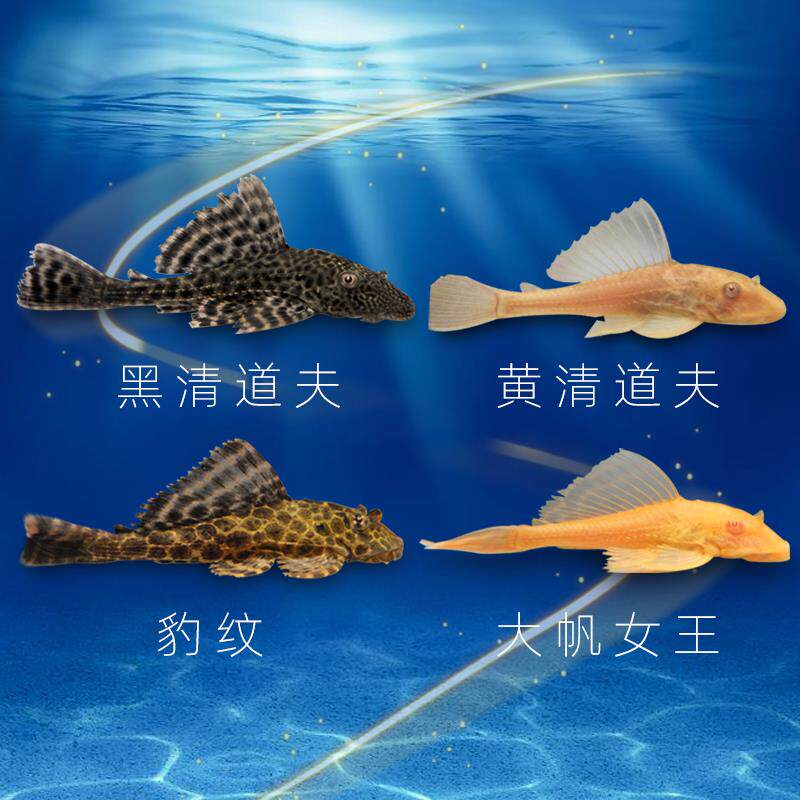 现货速发清道夫鱼缸清洁工鱼观赏热带淡水冷水专吃垃圾粪便清理除