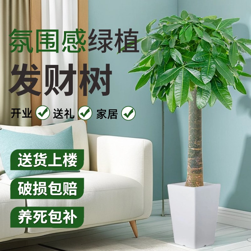 速发发财树盆栽室内好养大型招财树绿植物客厅办公业乔开迁室花卉