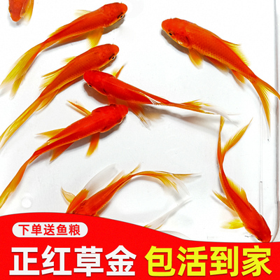 草金鱼鱼苗观赏鱼冷水耐活好养淡水红白锦鲤活鱼小型小金鱼活鱼