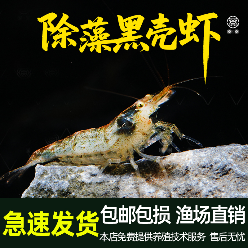 黑壳虾除藻虾活体宠物清洁水草虾饲料工具虾鱼缸小草缸造景观赏虾