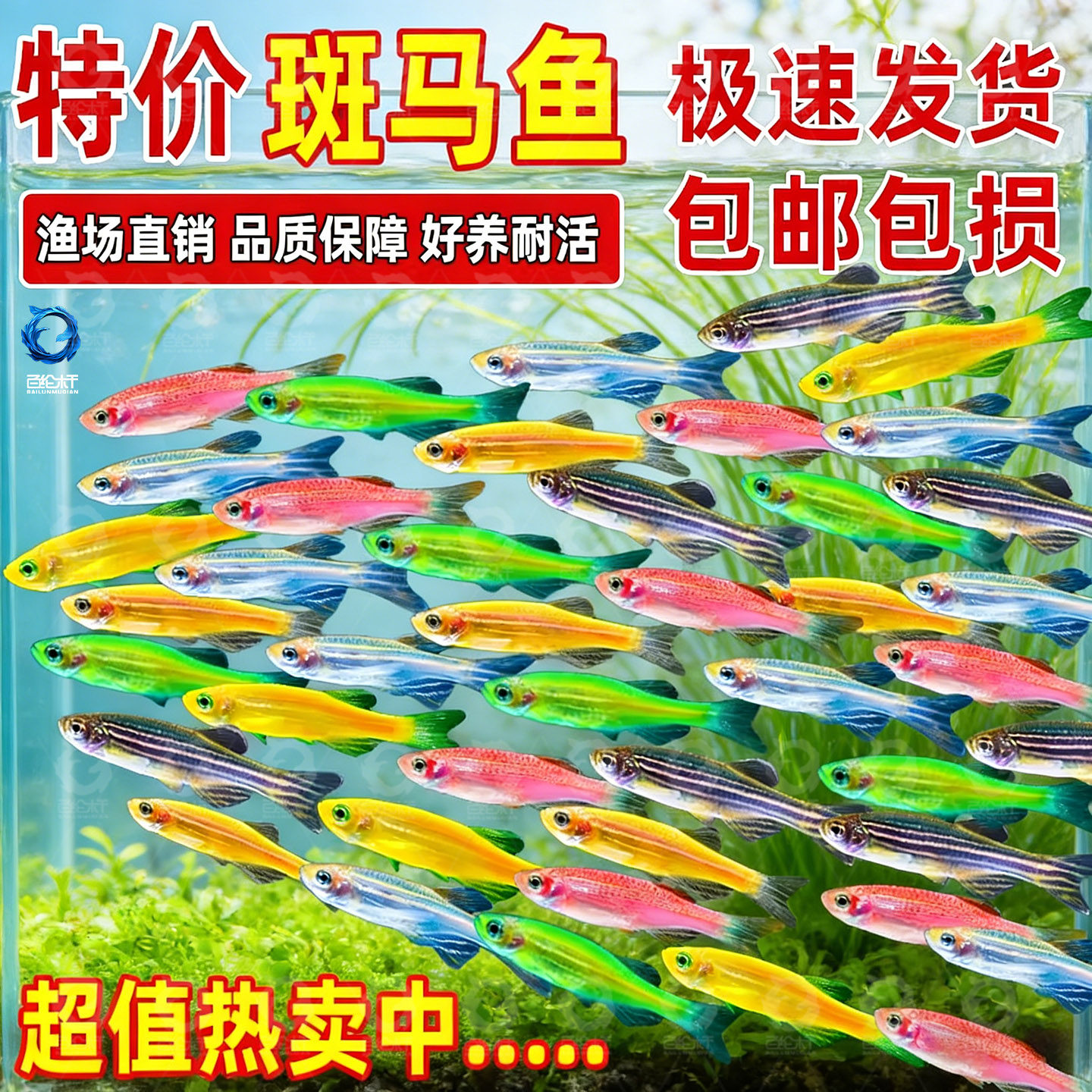 热带观赏鱼红蓝斑马鱼小型金鱼苗观赏鱼蝶翼精品孔雀红绿灯科活体