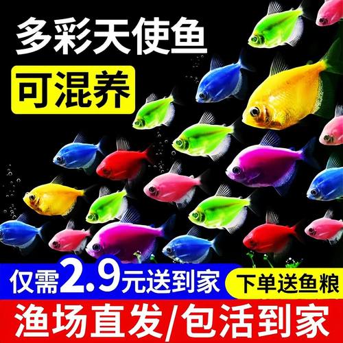 天使鱼观赏大号群游懒人小型淡水