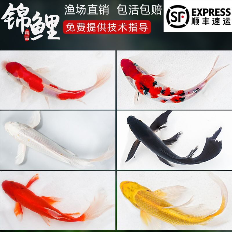 顺丰锦鲤鱼活冷水淡苗观赏金小型