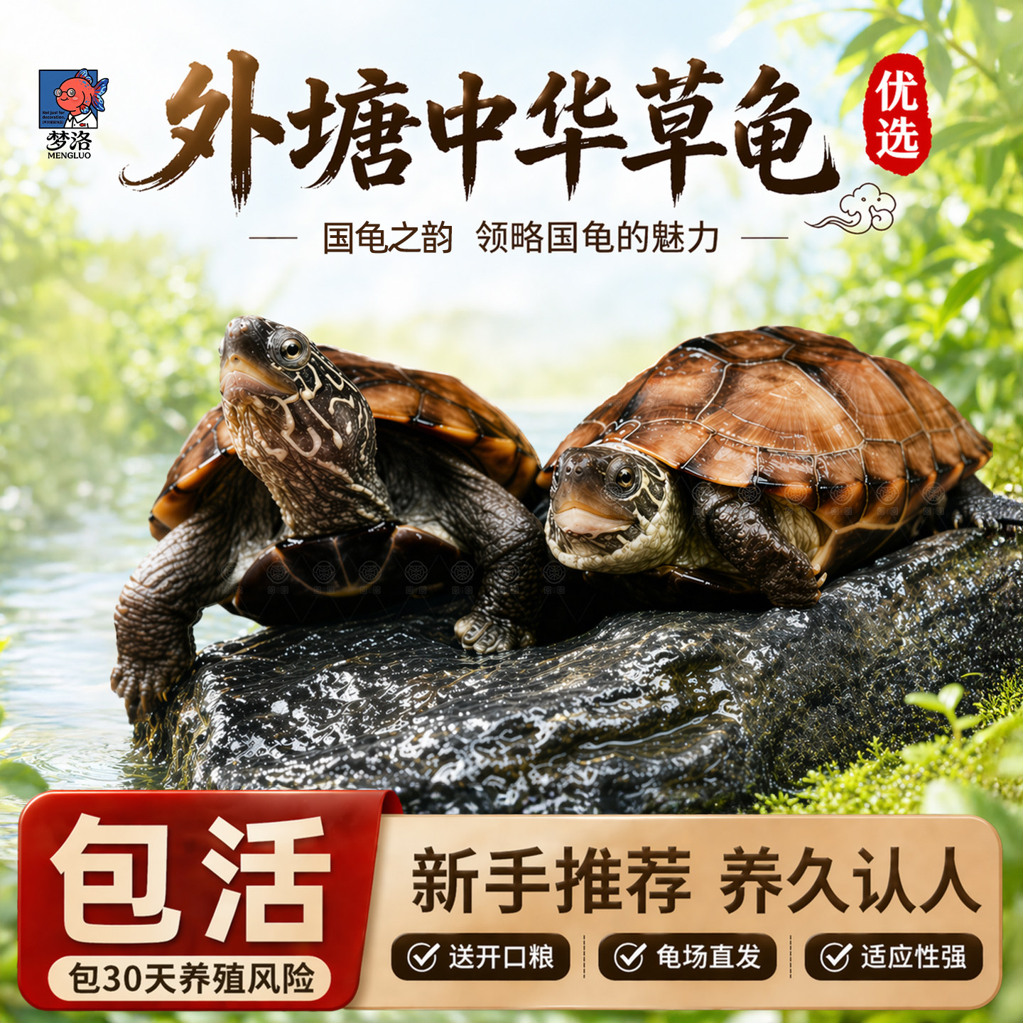 中华草龟家养宠物小乌龟活物观赏龟外塘长寿龟大草龟苗淡水情侣龟