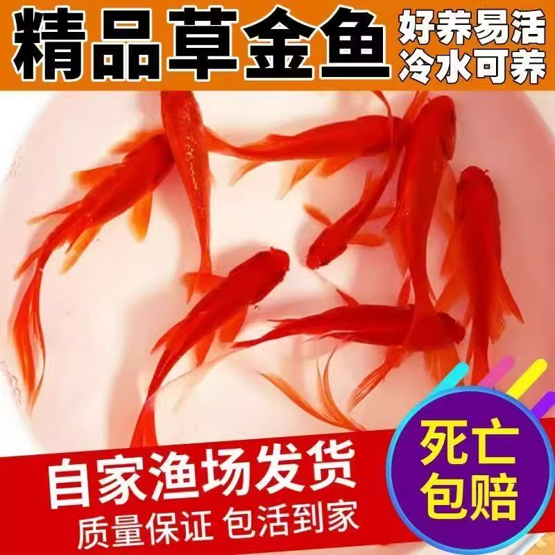 金鱼活体观赏鱼锦鲤草金鱼好养耐活冷水鱼锦鲤鱼不加温小型新手鱼