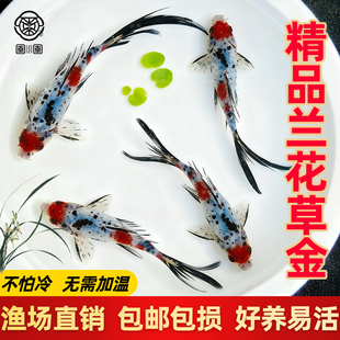 兰花草金好养耐活观赏鱼花色草金鱼活体鱼苗冷水淡水鱼可混养锦鲫
