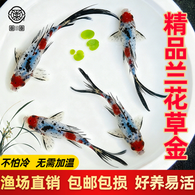 兰花草金好养耐活观赏鱼花色草金鱼活体鱼苗冷水淡水鱼可混养锦鲫