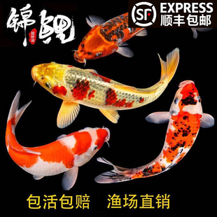 顺丰冷水鱼观赏鱼纯种锦鲤鱼活鱼纯种好养耐活大锦鲤小鱼苗金鱼
