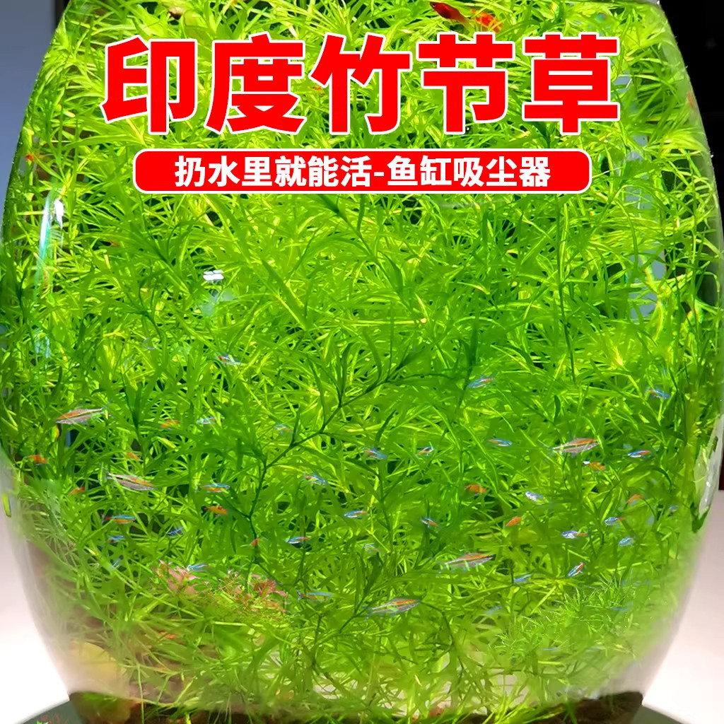 水草印度小竹节草新手好养耐活懒人阴性水草鱼缸装饰造景净化水质