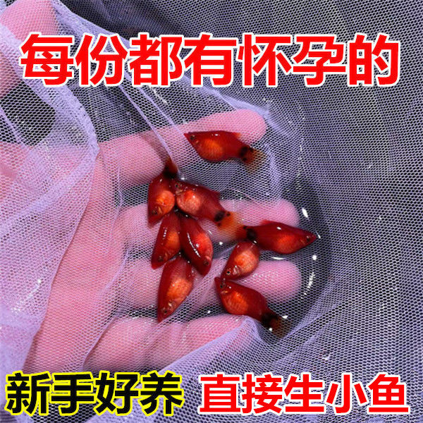 红米奇鱼鱼苗观赏鱼热带鱼小鱼淡水耐活好养小型胎生鱼孕母临产
