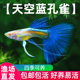 天空蓝孔雀鱼活体蓝白子缎带蝶翼大C凤尾热带鱼小型孔雀鱼纯种