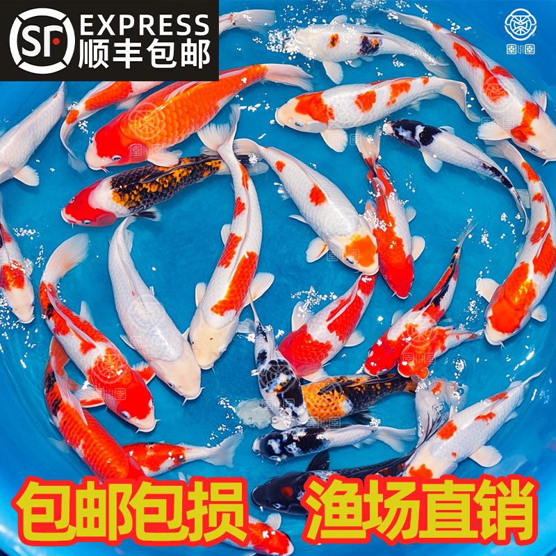 锦鲤鱼活鱼观赏鱼纯种鱼