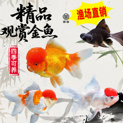 金鱼活鱼观赏鱼活体小金鱼冷水鱼好养耐活金鱼苗淡水鱼宠物鱼大型
