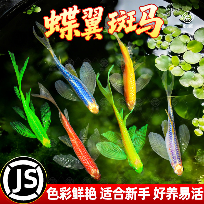 蝶翼斑马鱼长尾长鳍大帆翡翠绿观赏鱼龙凤热带小型淡水好养耐活