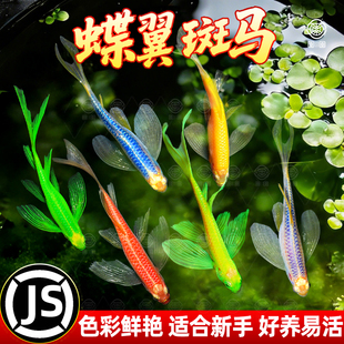 蝶翼斑马鱼长尾长鳍大帆翡翠绿观赏鱼龙凤热带小型淡水好养耐活