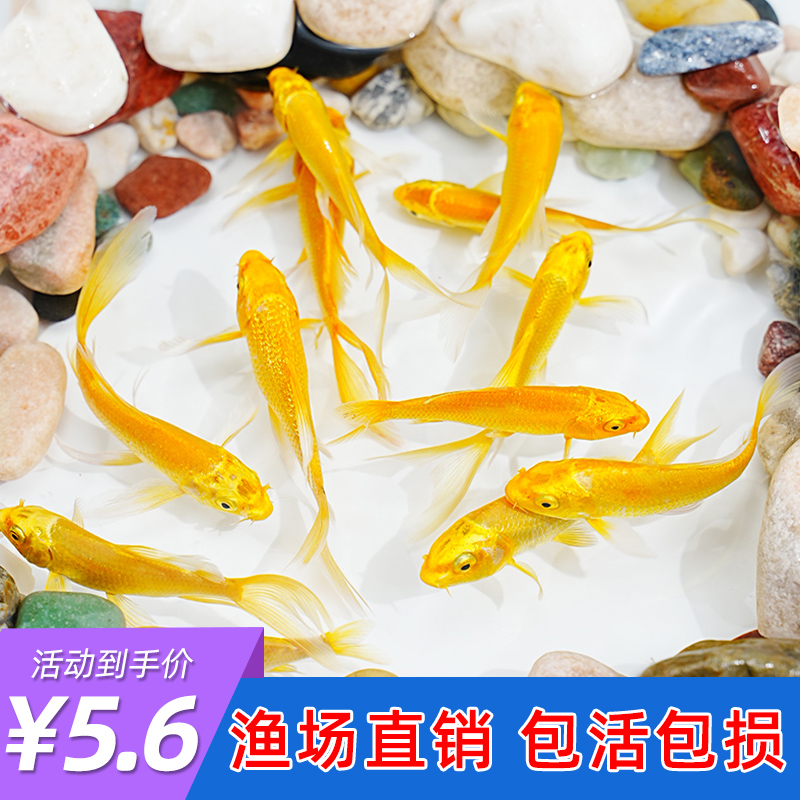 黄金锦鲤活鱼好运鱼金鱼活鱼好养
