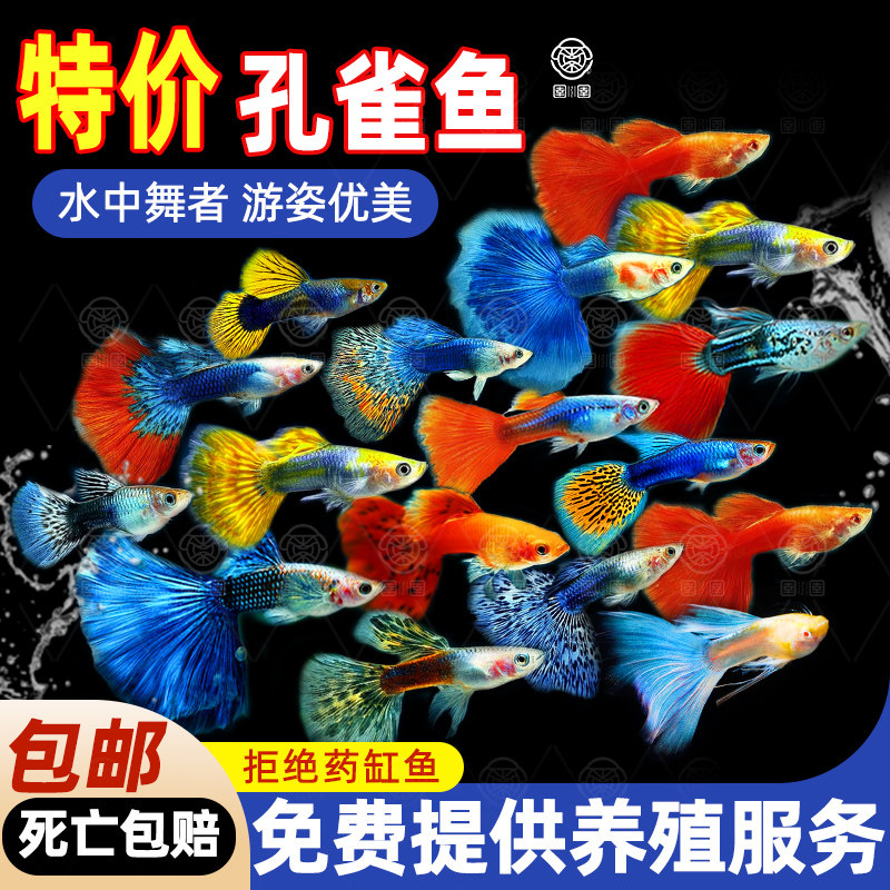 精品孔雀鱼热带淡水观赏鱼好养易活小型繁殖凤尾孔雀胎生活体鱼苗