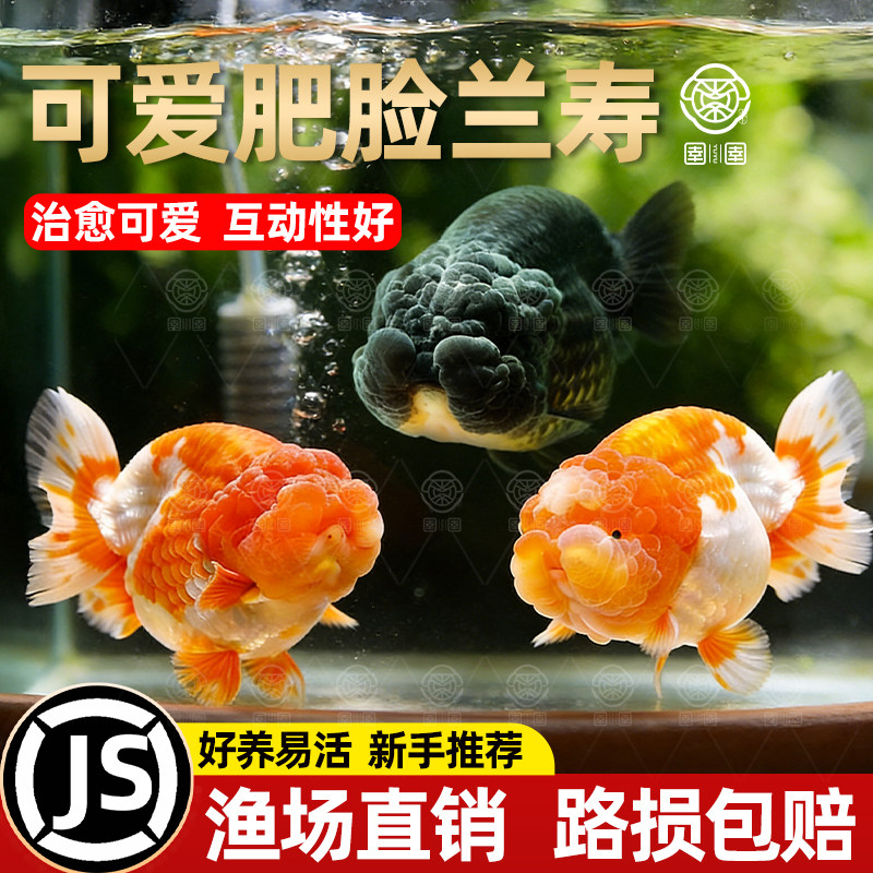 兰寿金鱼活鱼小型国粹精品冷水鱼小型好养耐活奶牛玉兔水墨观赏鱼