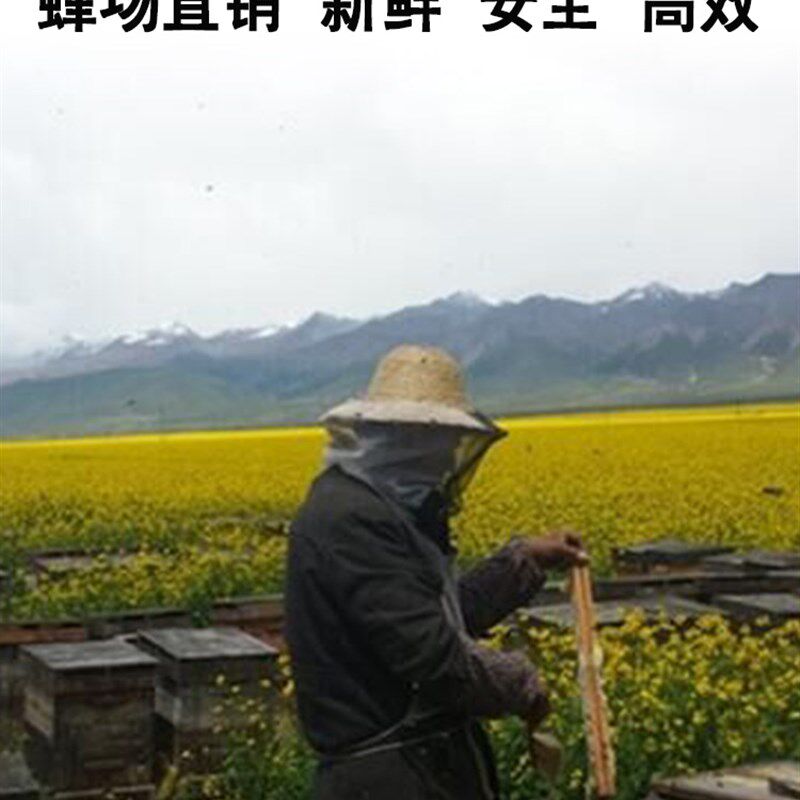 速发油菜花粉养蜂喂蜂包邮天然蜂用颗粒花粉蜜蜂饲料中蜂专用养蜂