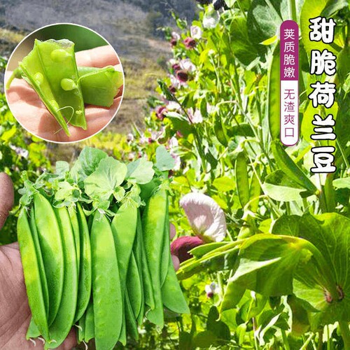 甜脆荷兰豆种子大荚豌豆种子早熟高产菜菜园盆栽甜脆嫩无渣矮