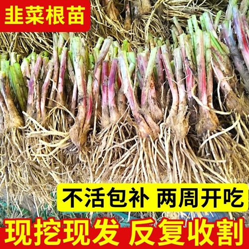 新韭菜根苗现挖红紫根四季种植