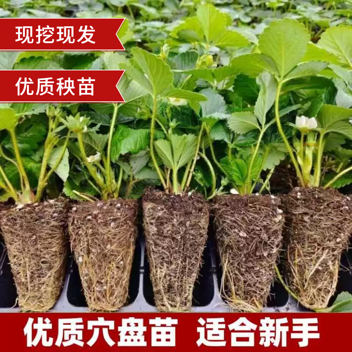 精选草莓穴盘苗现挖现发