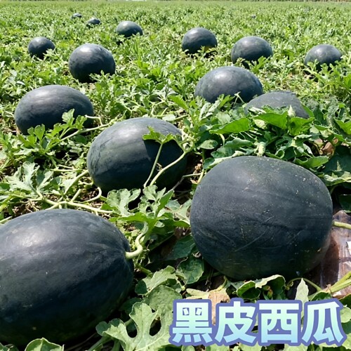 黑皮超甜薄皮西瓜夏季易种水果种
