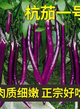 杭茄一号长茄种子苗特大线茄茄子阳台秧四季蔬菜种籽黑紫色秧苗孑