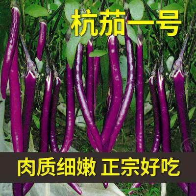杭茄一号长茄种子苗特大线茄茄子阳台秧四季蔬菜种籽黑紫色秧苗孑