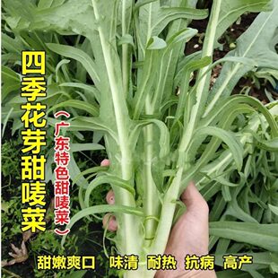 花芽甜麦菜菜籽广东高州甜麦菜圆叶苦麦菜阳台盆栽四季蔬菜种子苗