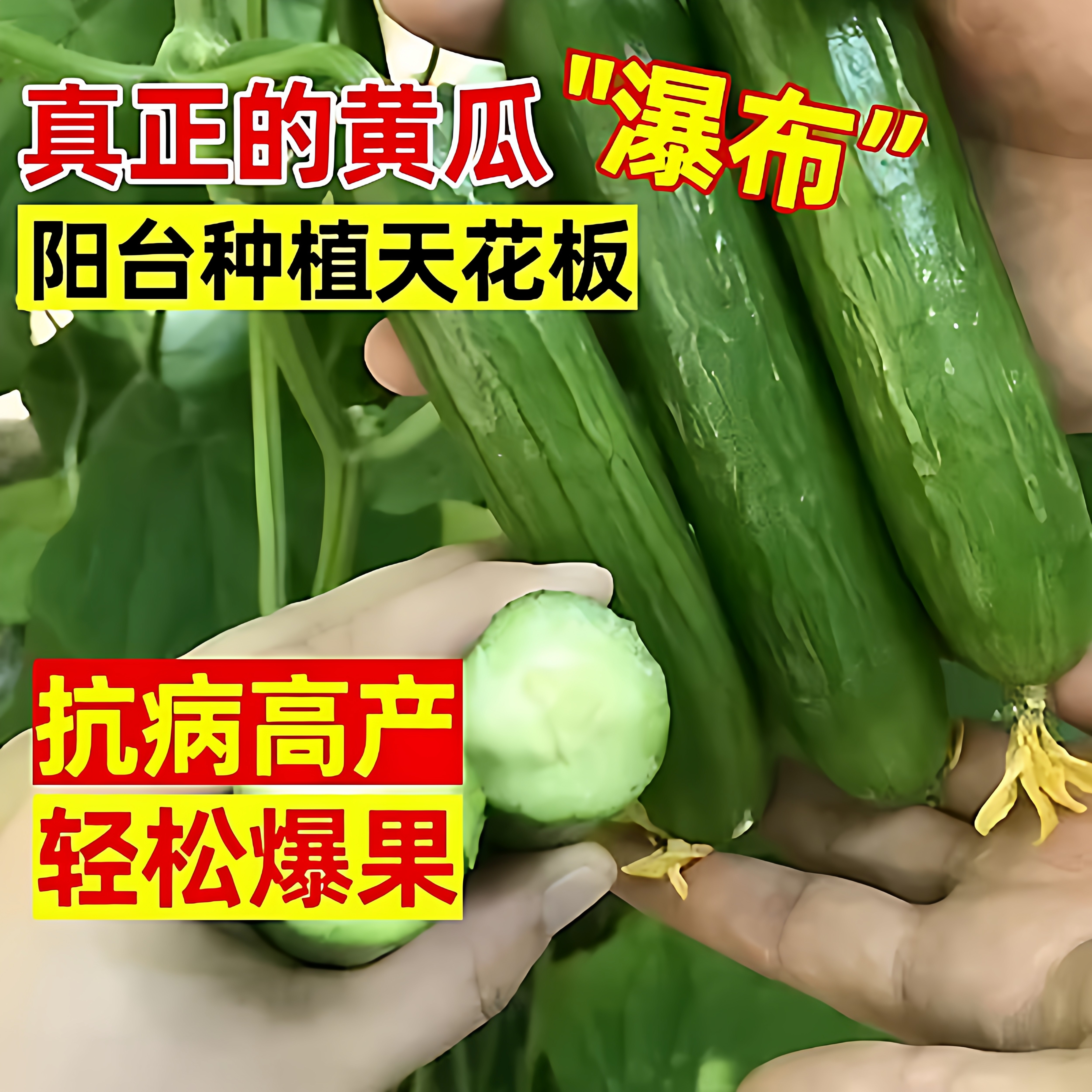 甜脆水果黄瓜种子无刺小黄瓜旱黄瓜春秋四季高产阳台盆栽蔬菜种孑