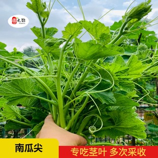 秋季 南瓜尖种籽南瓜苗种子家庭阳台专吃藤茎嫩叶四季 播特色蔬菜孑