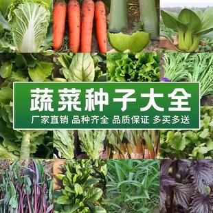 蔬菜种孑四季 播种萝卜香菜籽种生菜葱蒜辣椒大白菜种子菜籽种大全