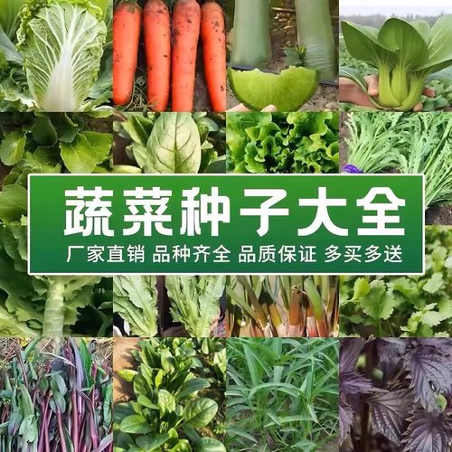 春秋季蔬菜种子阳台庭院盆栽