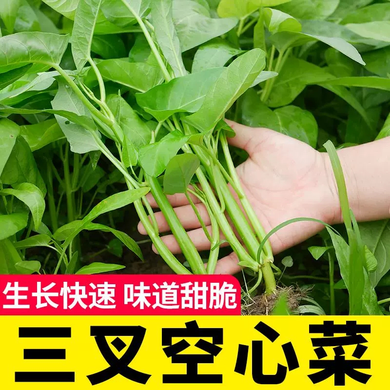 正宗高产三叉空心菜种子柳叶空心菜籽种四季阳台蔬菜种子盆栽菜园