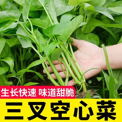 空心菜种子大全四季阳台蔬菜种子