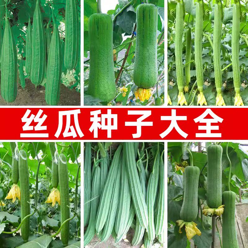 超大肉丝瓜种籽特长棱丝瓜种子胜春秋季早熟高产耐热耐寒蔬菜种孑
