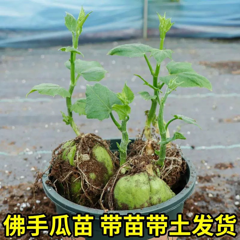 佛手瓜苗带母体瓜带芽四季种植