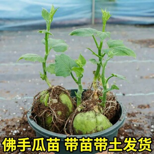 佛手瓜苗带母体瓜带芽佛手瓜龙须菜苗扶手瓜种苗四季种植蔬菜秧苗