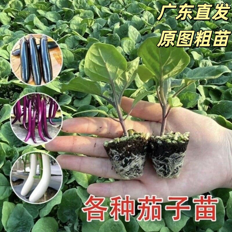 茄子苗长线茄苗蔬菜紫长茄子青茄孑圆茄辣椒西红柿各种秧苗穴盘苗