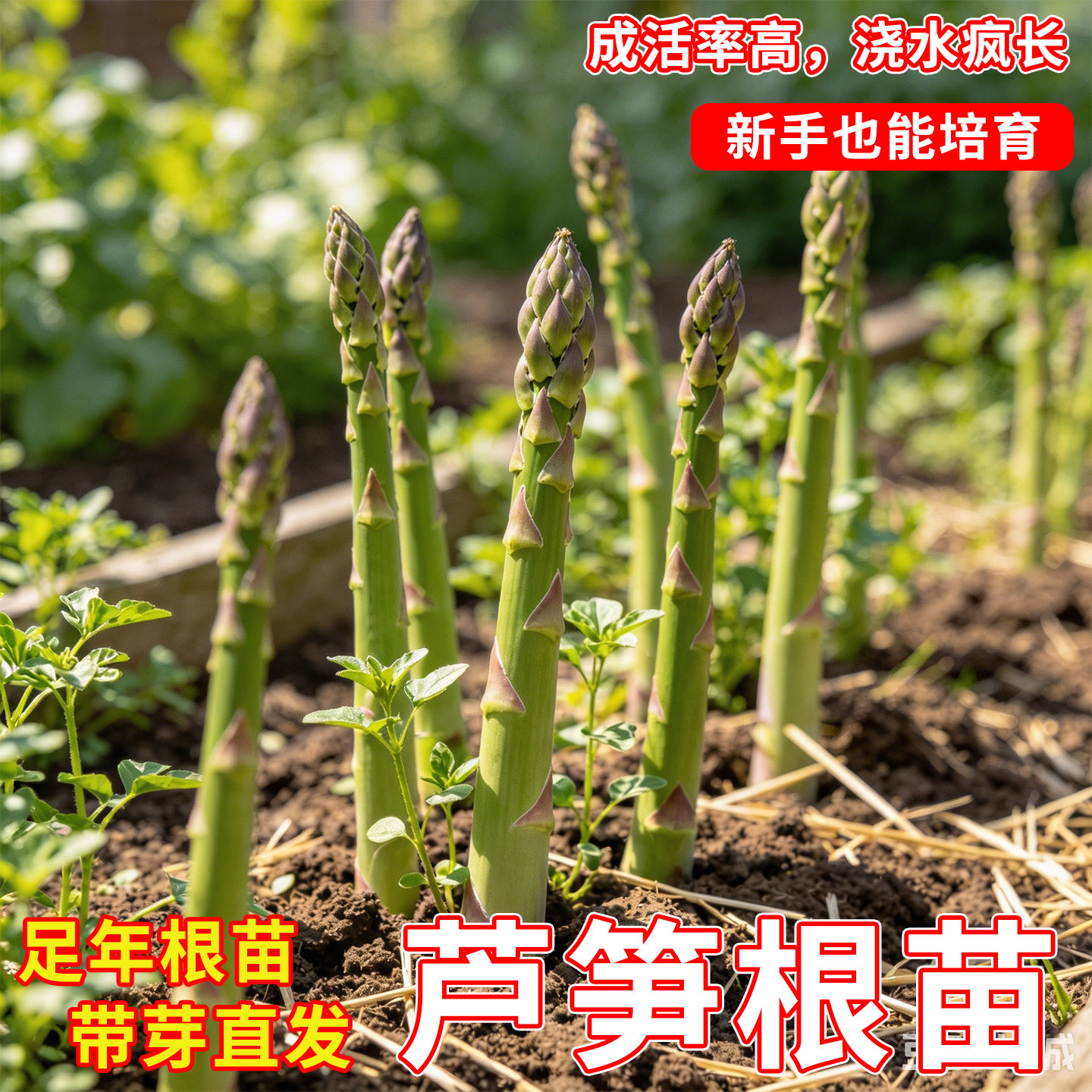 芦笋根苗带土四季种植绿色芦笋苗阳台盆栽绿植家庭食用蔬菜子种苗