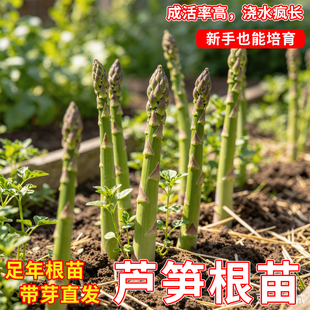 芦笋根苗带土四季种植绿色芦笋苗阳台盆栽绿植家庭食用蔬菜子种苗